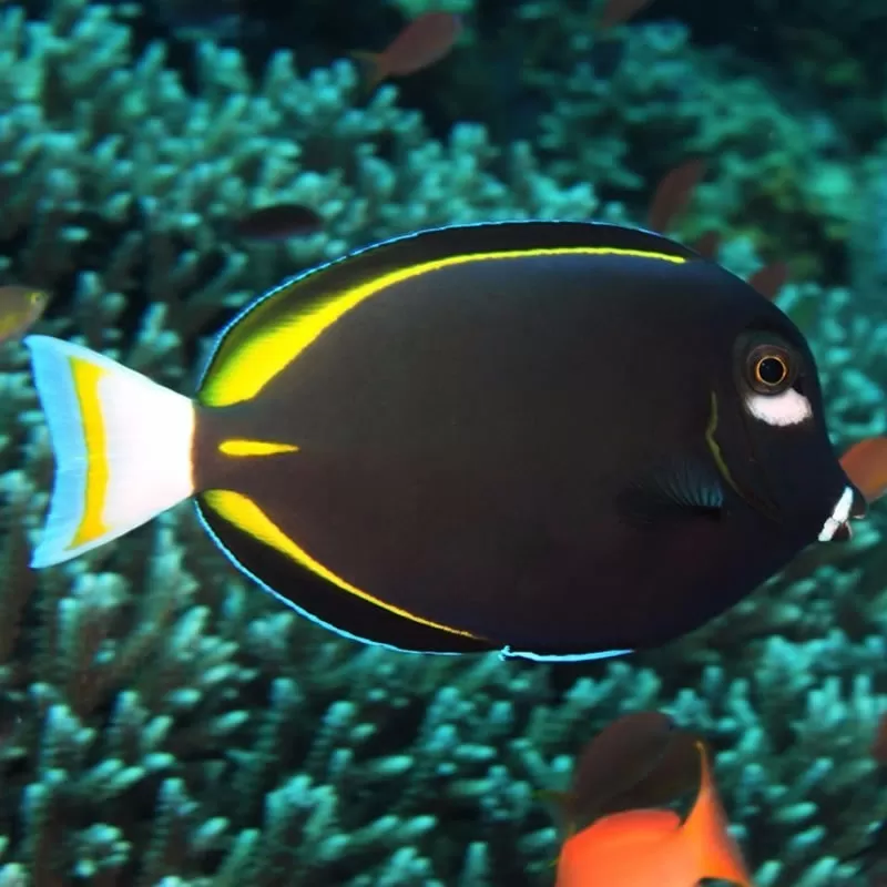 Acanthurus nigricans glaucopareius – Samt-Doktorfisch Acanthurus nigricans glaucopareius – Samt-Doktorfisch