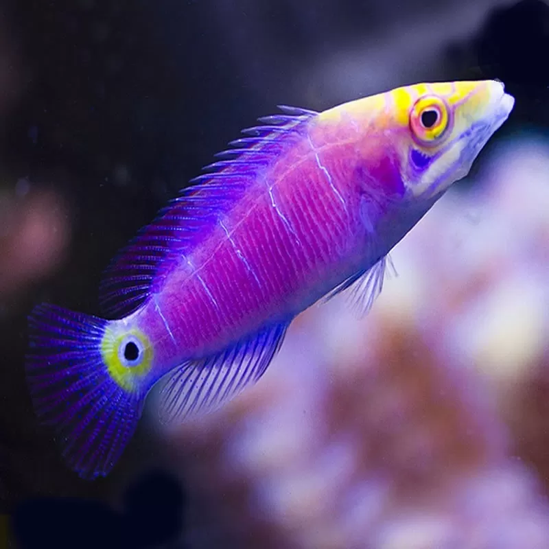Pseudochelinus Ocellatus Pseudochelinus Ocellatus