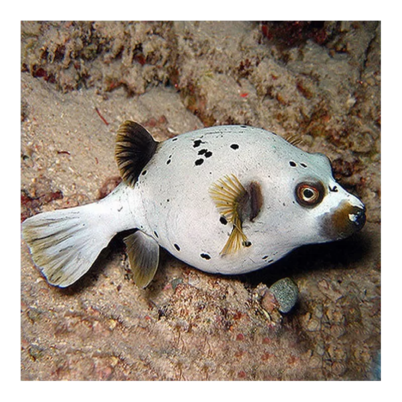 Arothron nigropunctatus (M)