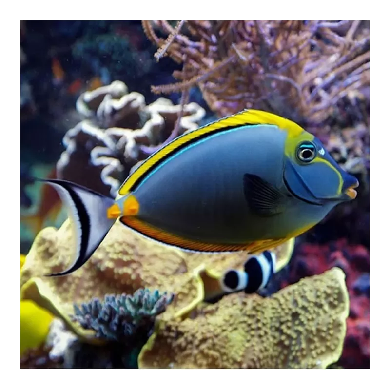 naso elegans L naso elegans L