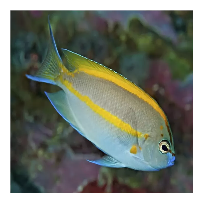 Genicanthus Bellus männlich