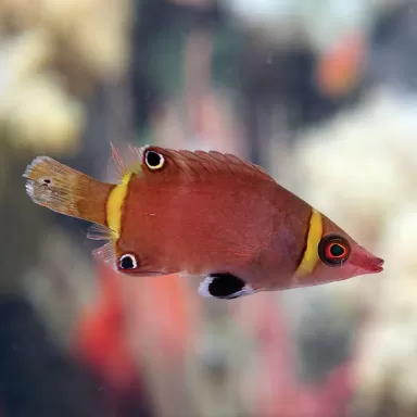 wetmorella nigropinnata