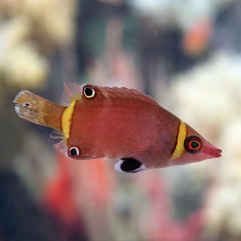 Nassmorella Nigropinnata