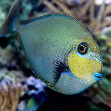 Naso Vlamingii (M)