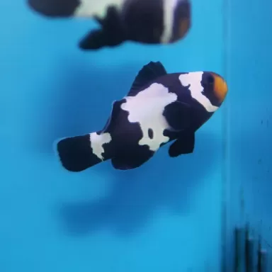 Amphiprion Ocellaris Schwarze Schneeflocke
