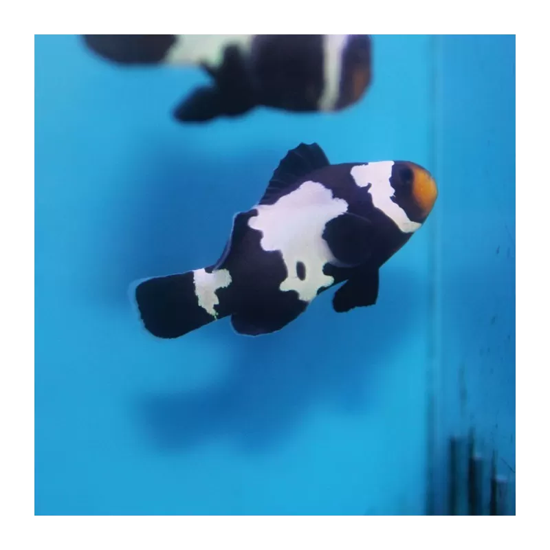 Amphiprion Occelaris Black Snowflake Amphiprion Occelaris Black Snowflake