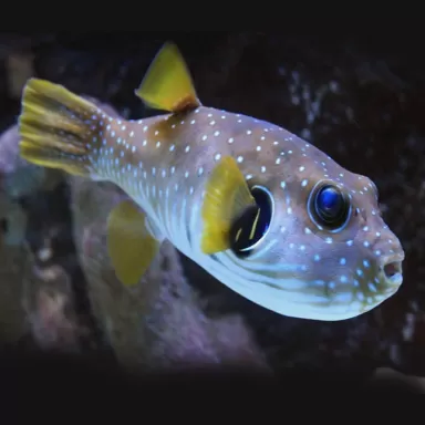 Arothron Hispidus (M)