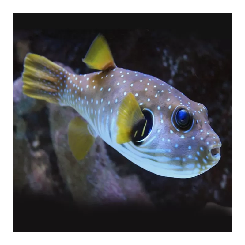 Arothron Hispidus (M) Arothron Hispidus (M)