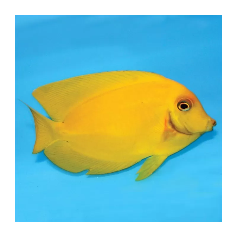 Acanthurus Pyroferus Yellow S ( Juv )