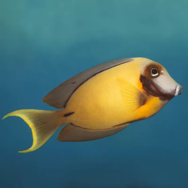 Acanthurus Pyroferus Yellow S ( Juv )