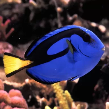 Paracanthurus Hepatus kaufen? | Coralandfishstore.nl
