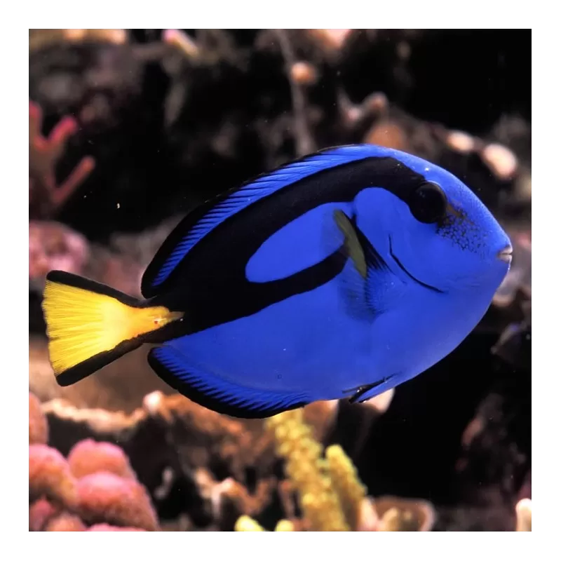 Acheter Paracanthurus Hepatus? | Coralandfishstore.nl Acheter Paracanthurus Hepatus? | Coralandfishstore.nl