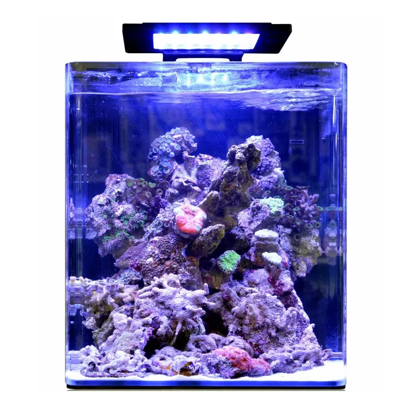 Blue marine reef 60 aquarium Blue marine reef 60 aquarium