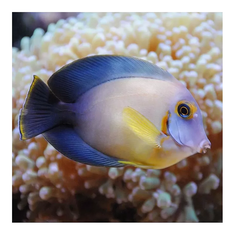 Acanthurus Pyroferus M Acanthurus Pyroferus M