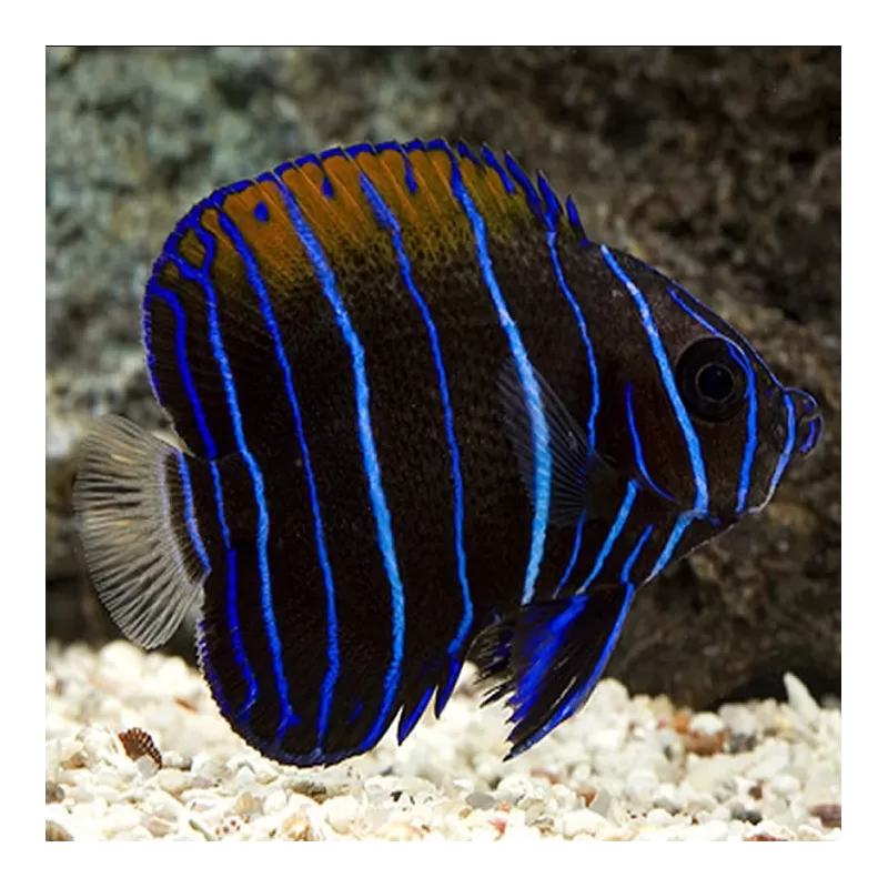 pomacanthus navarchus Juv M pomacanthus navarchus Juv M