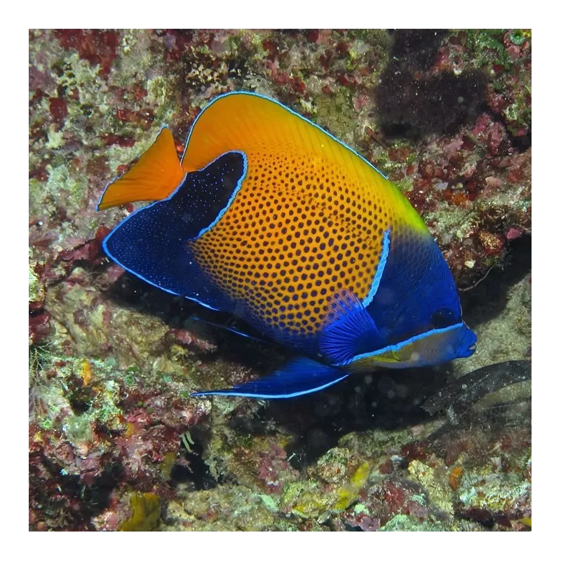 Pomacanthus Navarchus Kopen? | Coralandfishstore.nl Pomacanthus Navarchus Kopen? | Coralandfishstore.nl