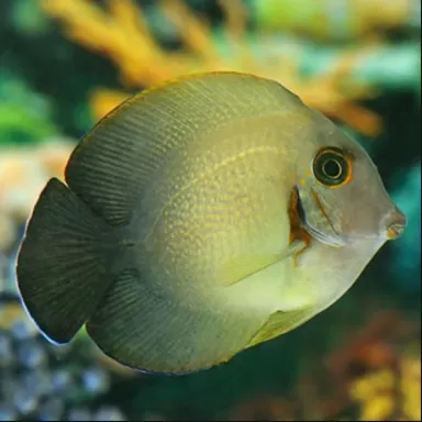 Möchten Sie Acanthurus Chronixis kaufen?| Coralandfishstore.nl