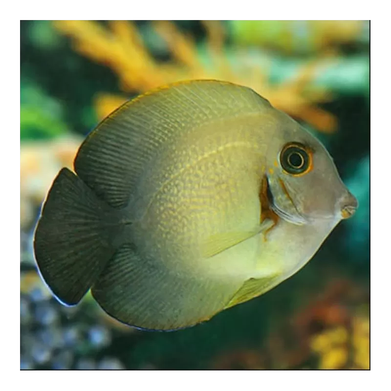 Möchten Sie Acanthurus Chronixis kaufen?| Coralandfishstore.nl Möchten Sie Acanthurus Chronixis kaufen?| Coralandfishstore.nl