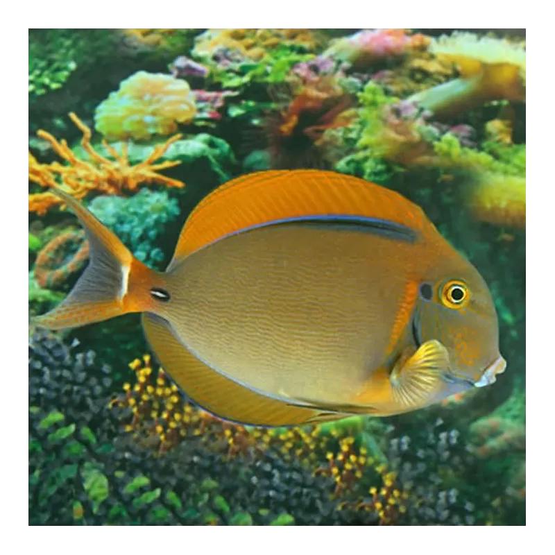 Acanthurus Bariene M Acanthurus Bariene M