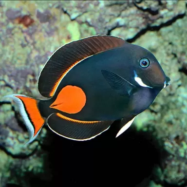 Acanthurus Achilles S M