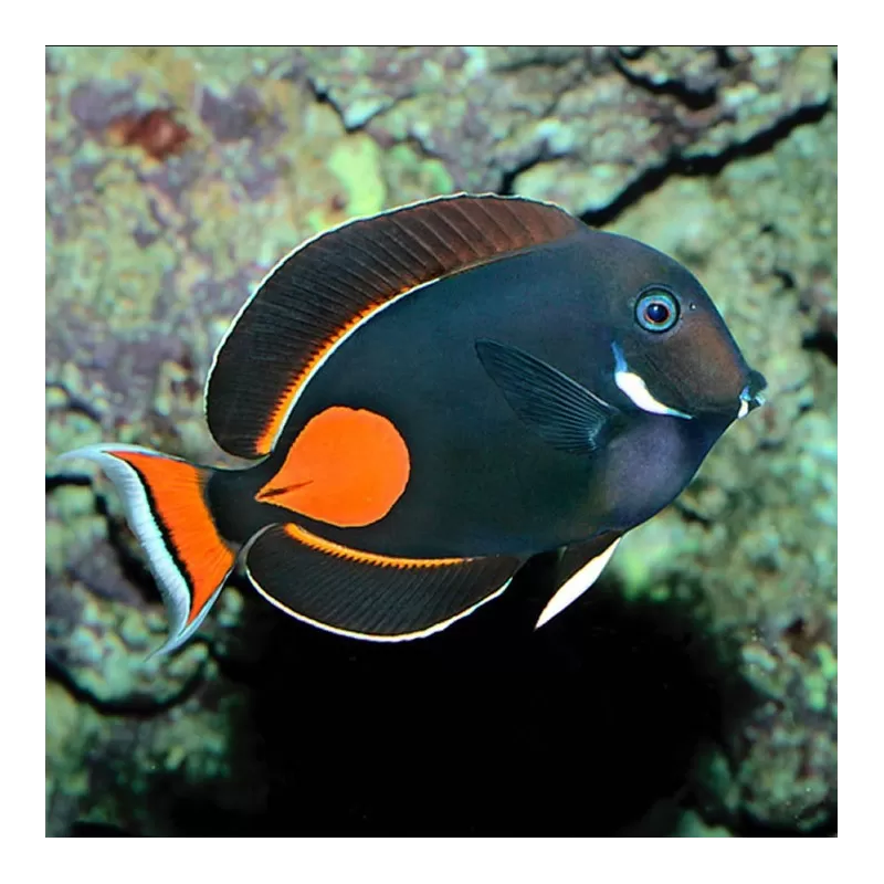Acanthurus Achilles S M Acanthurus Achilles S M