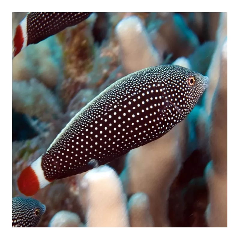 Anampses Chrysocephalus