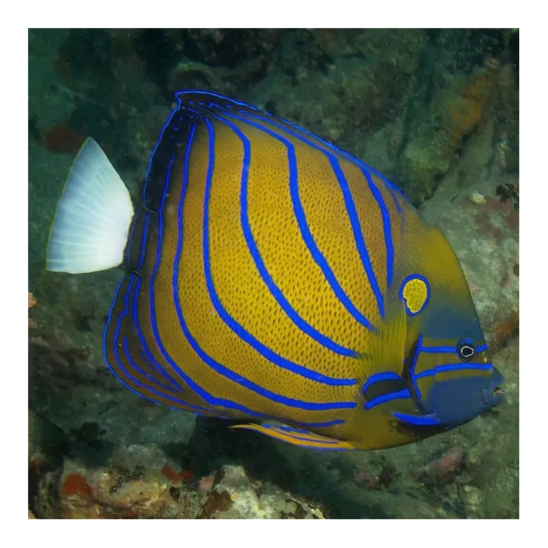 Pomacanthus Annularis M Pomacanthus Annularis M