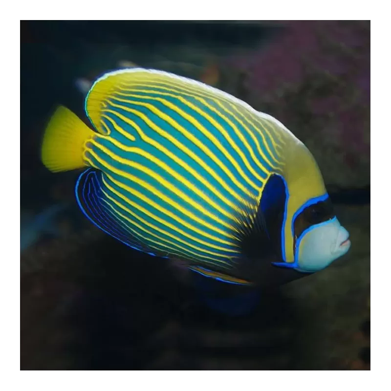 Pomacanthus imperator M Pomacanthus imperator M