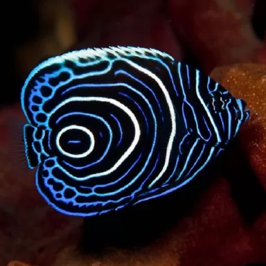 Pomacanthus Imperator| Coralandfishstore.nl