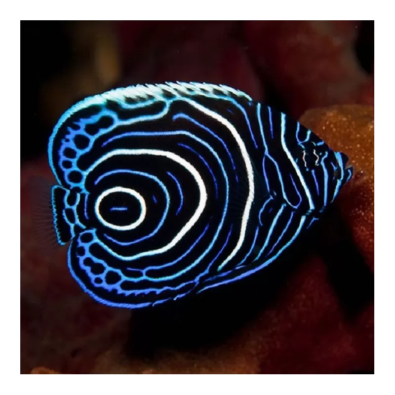 Pomacanthus Imperator| Coralandfishstore.nl Pomacanthus Imperator| Coralandfishstore.nl