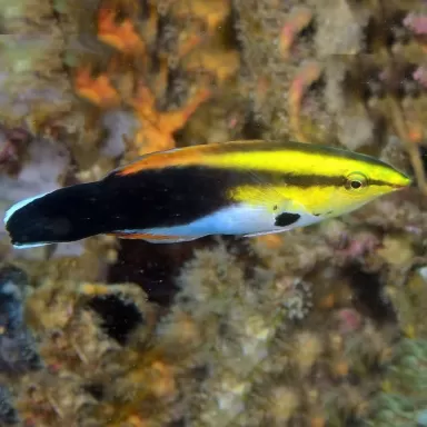 labroides pectoralis