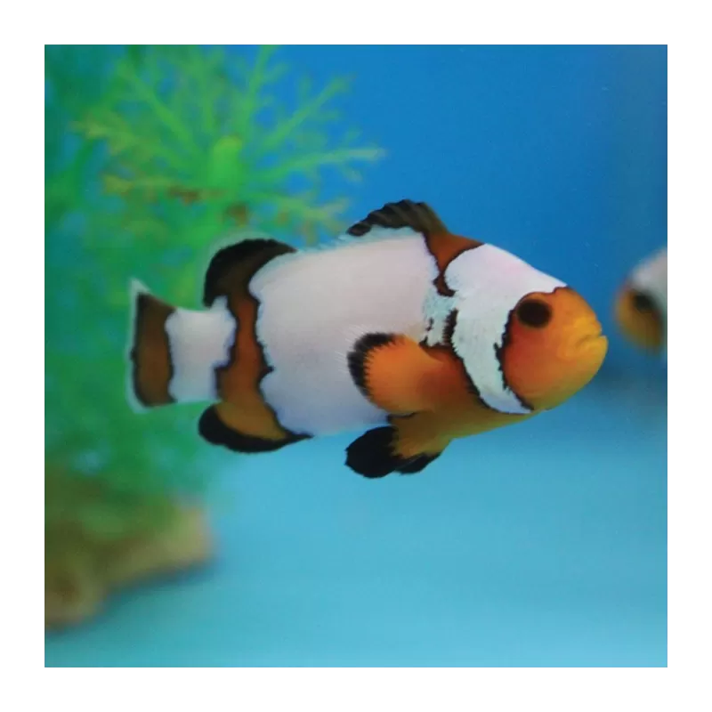 amphiprion occelaris Snowflake amphiprion occelaris Snowflake