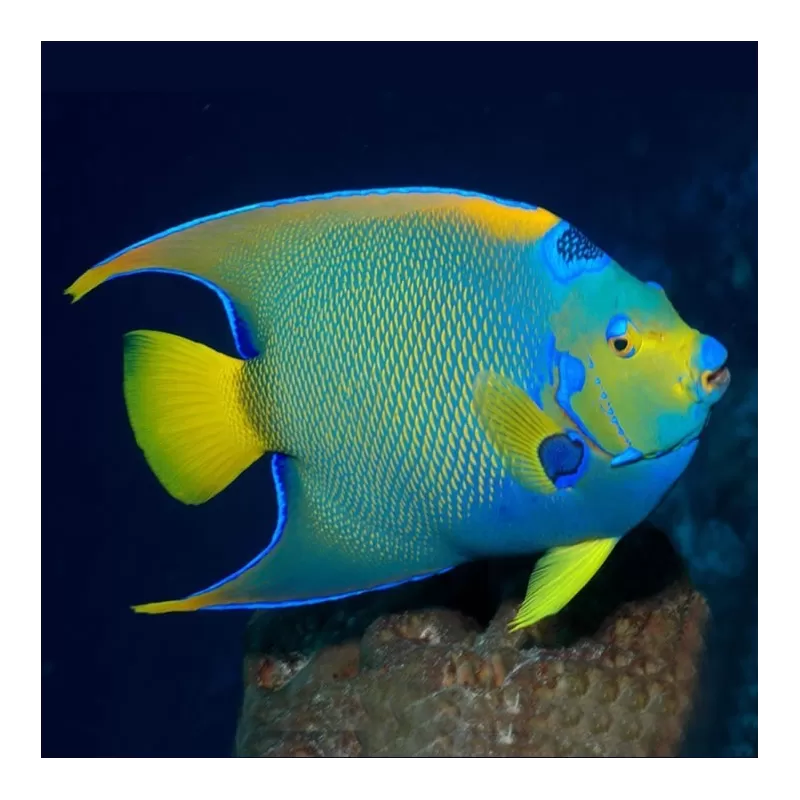 Holacanthus Ciliaris XL Holacanthus Ciliaris XL