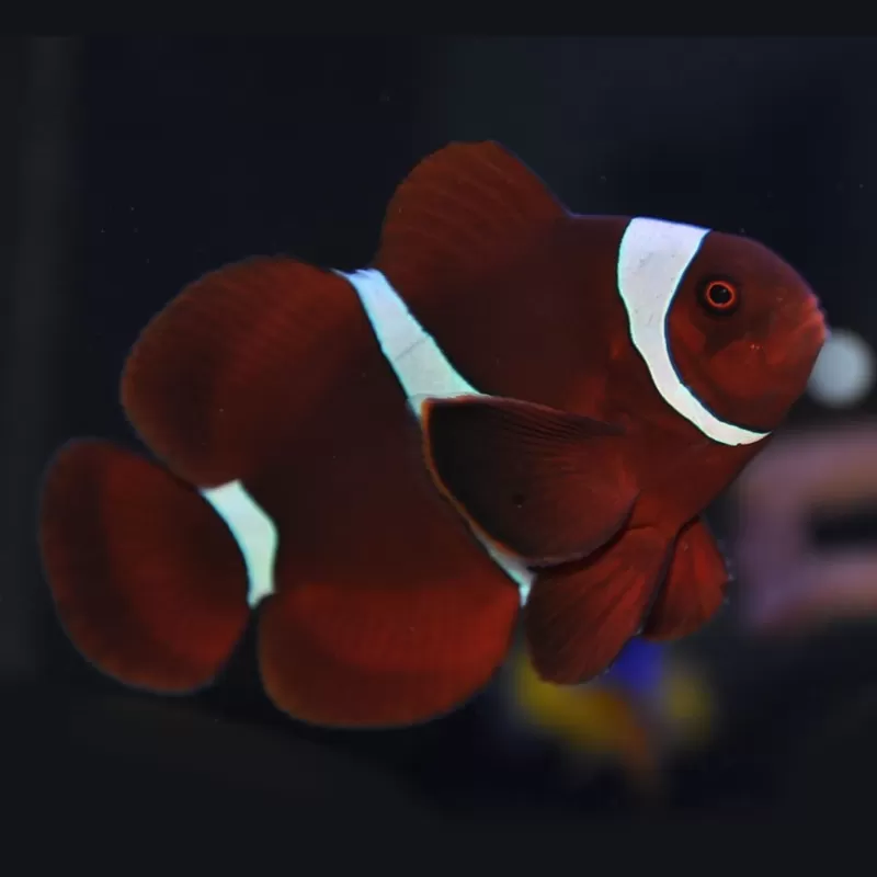 Premnas Biaculeatus S Premnas Biaculeatus S