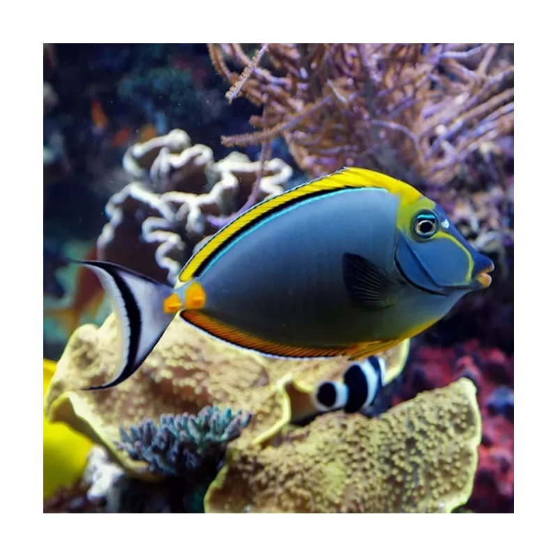 Naso Elegans| Coralandfishstore.nl Naso Elegans| Coralandfishstore.nl
