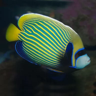 Pomacanthus Imperator Juv M