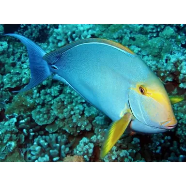 acanthurus xanthopterus M