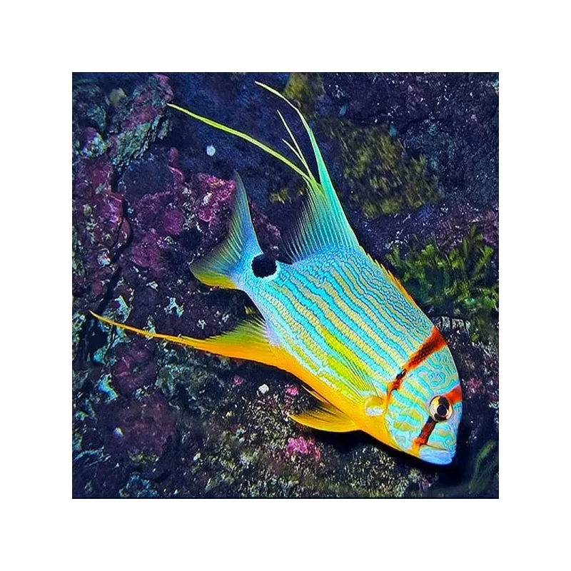 Symphorichthys Spilurus (M) Symphorichthys Spilurus (M)