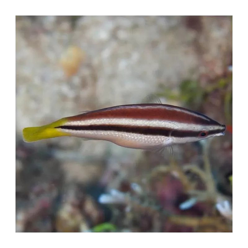 diproctacanthus xanturus diproctacanthus xanturus