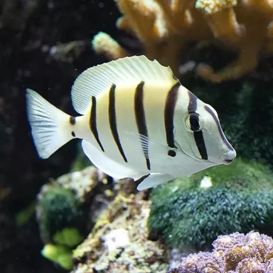 Acanthurus Triostegus M