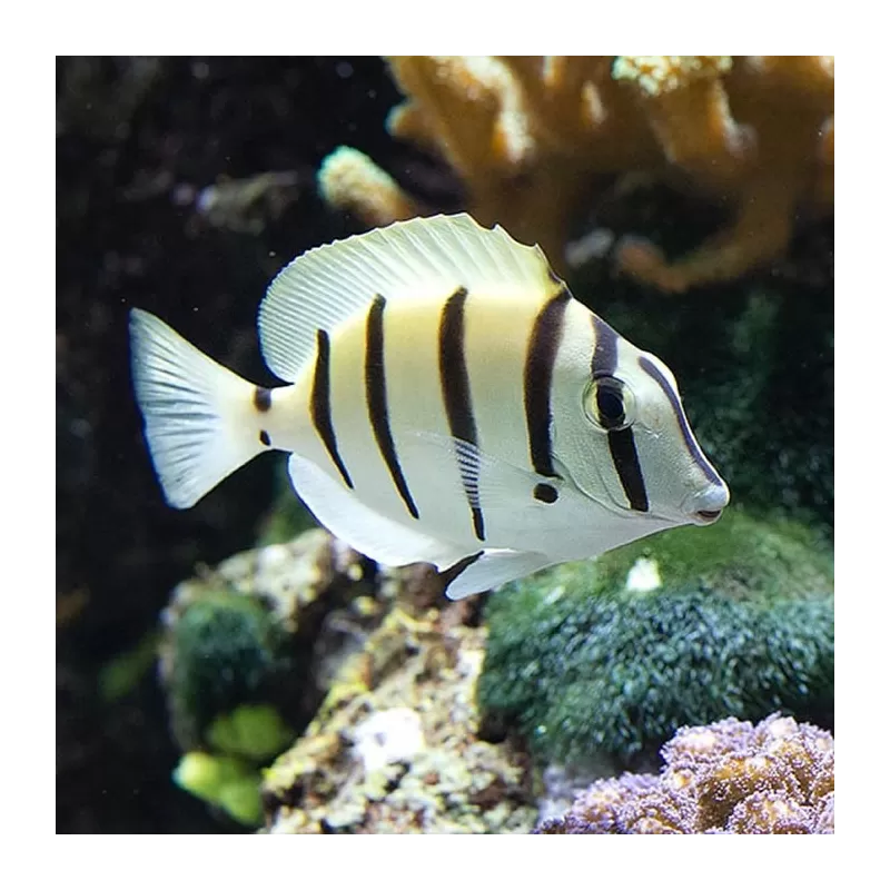 Acanthurus Triostegus M Acanthurus Triostegus M