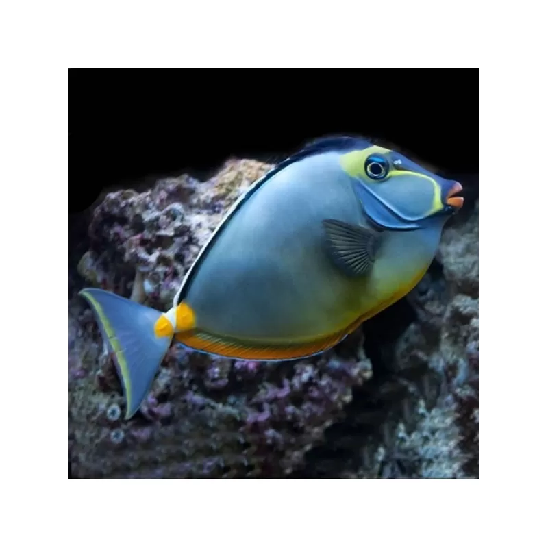 naso lituratus elegans XL Long tail