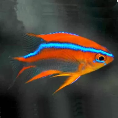 neoglyphidodon crossi