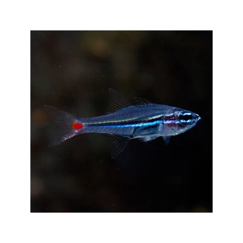 Apogon Parvulus Apogon Parvulus