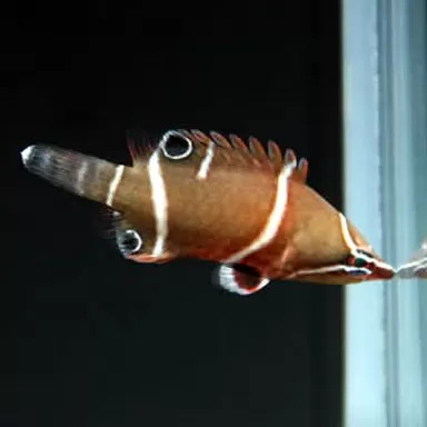 wetmorella albofasciatus