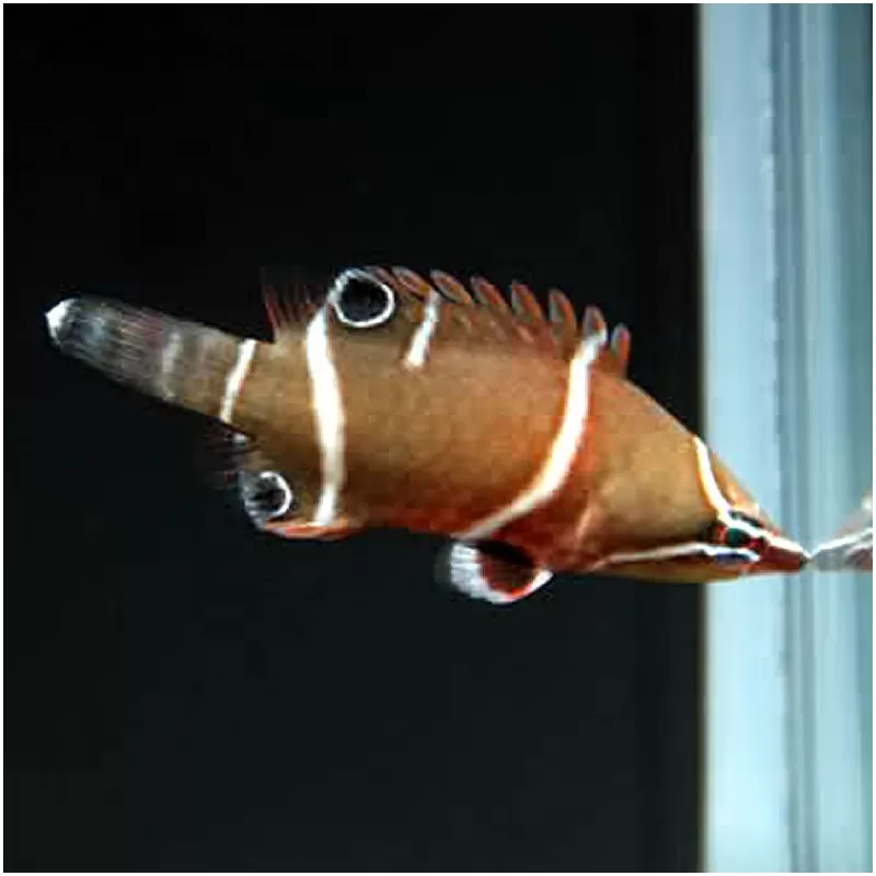 wetmorella albofasciatus wetmorella albofasciatus