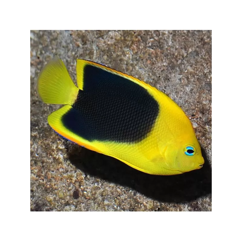 holacanthus tricolor XL holacanthus tricolor XL