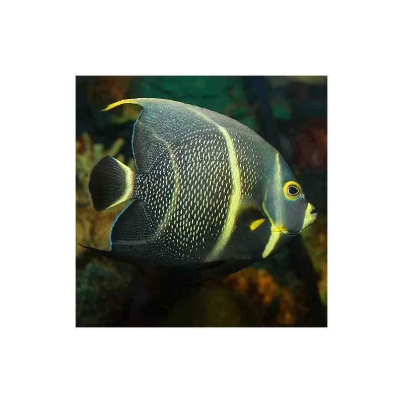 pomacanthus paru L