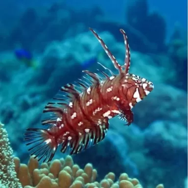 novaculichthys taeniourus green brown M