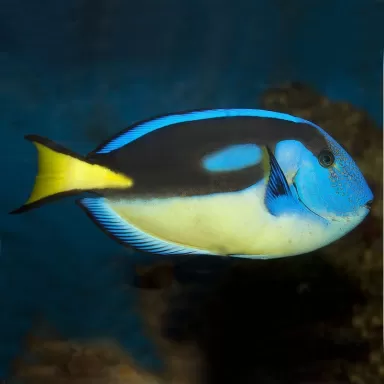 Paracanthurus Hepatus S SM Yellowbelly